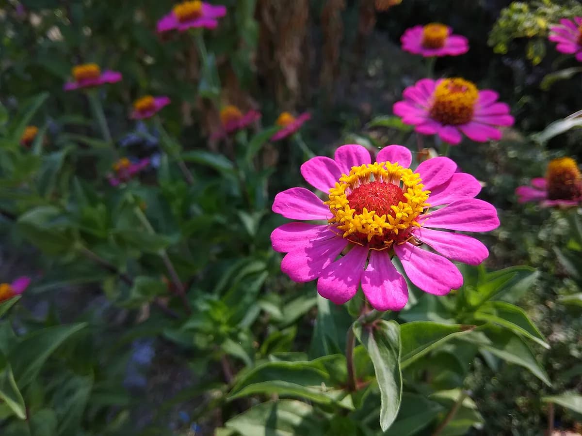 Zinnia — foto real