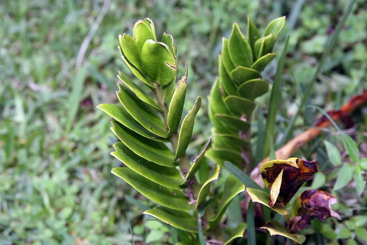 ZZ plant — foto real