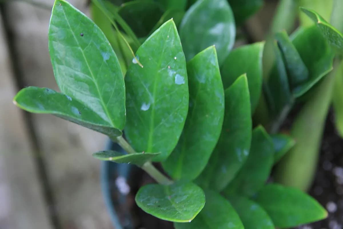 ZZ plant — foto real