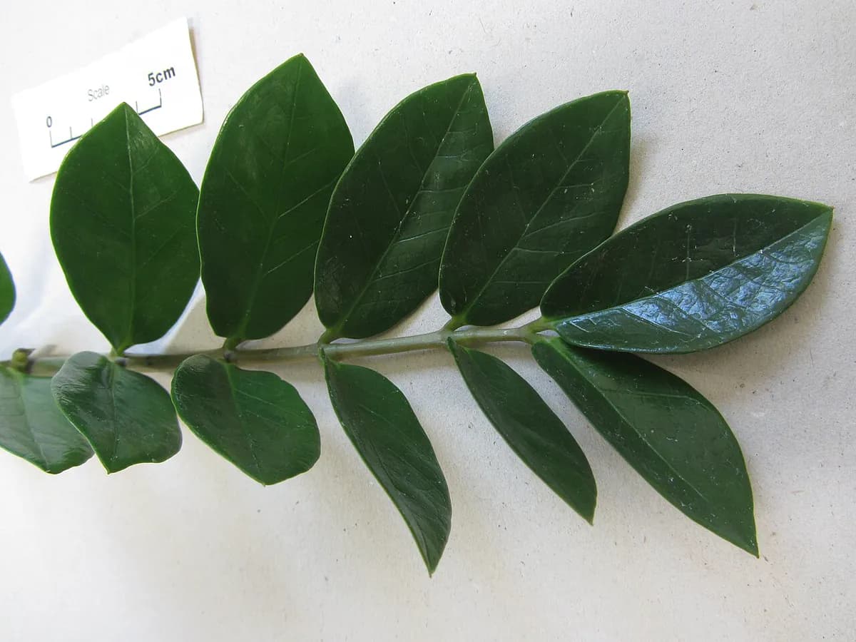 ZZ plant — foto real