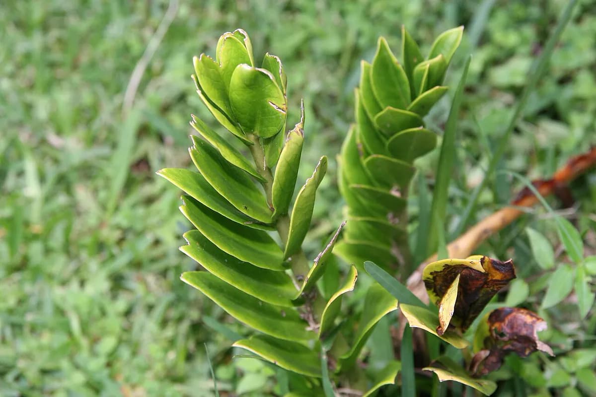 ZZ plant — foto real