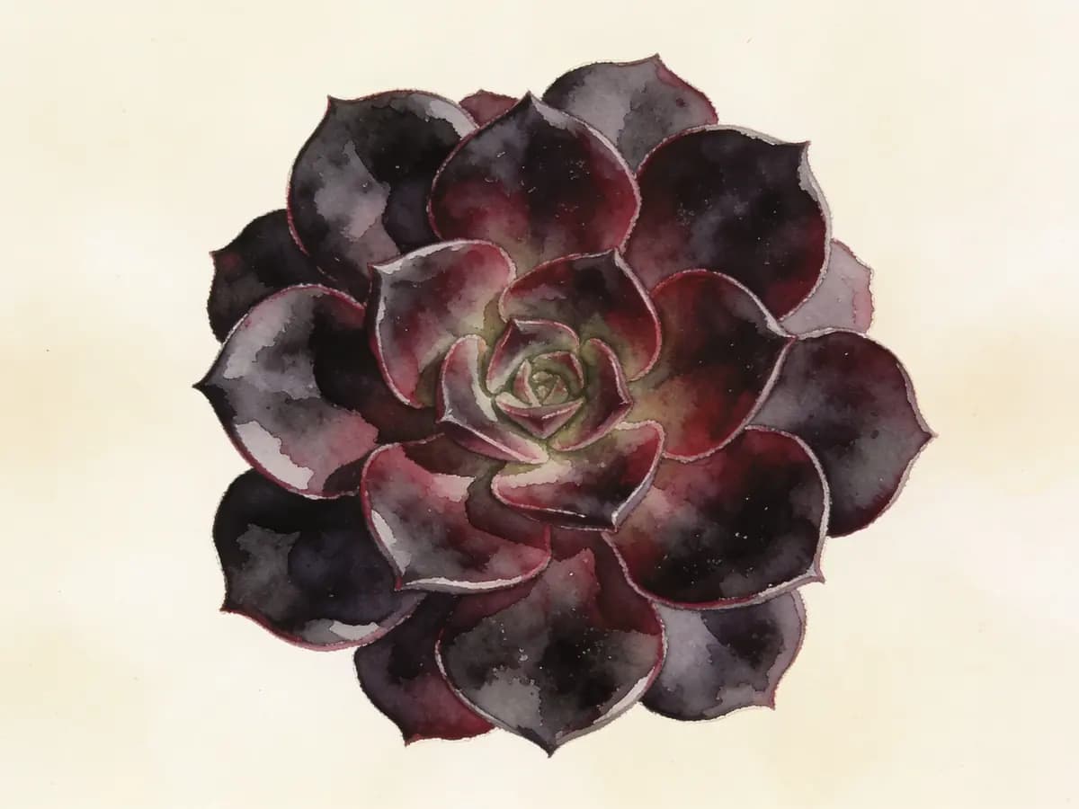 Echeveria Black Prince