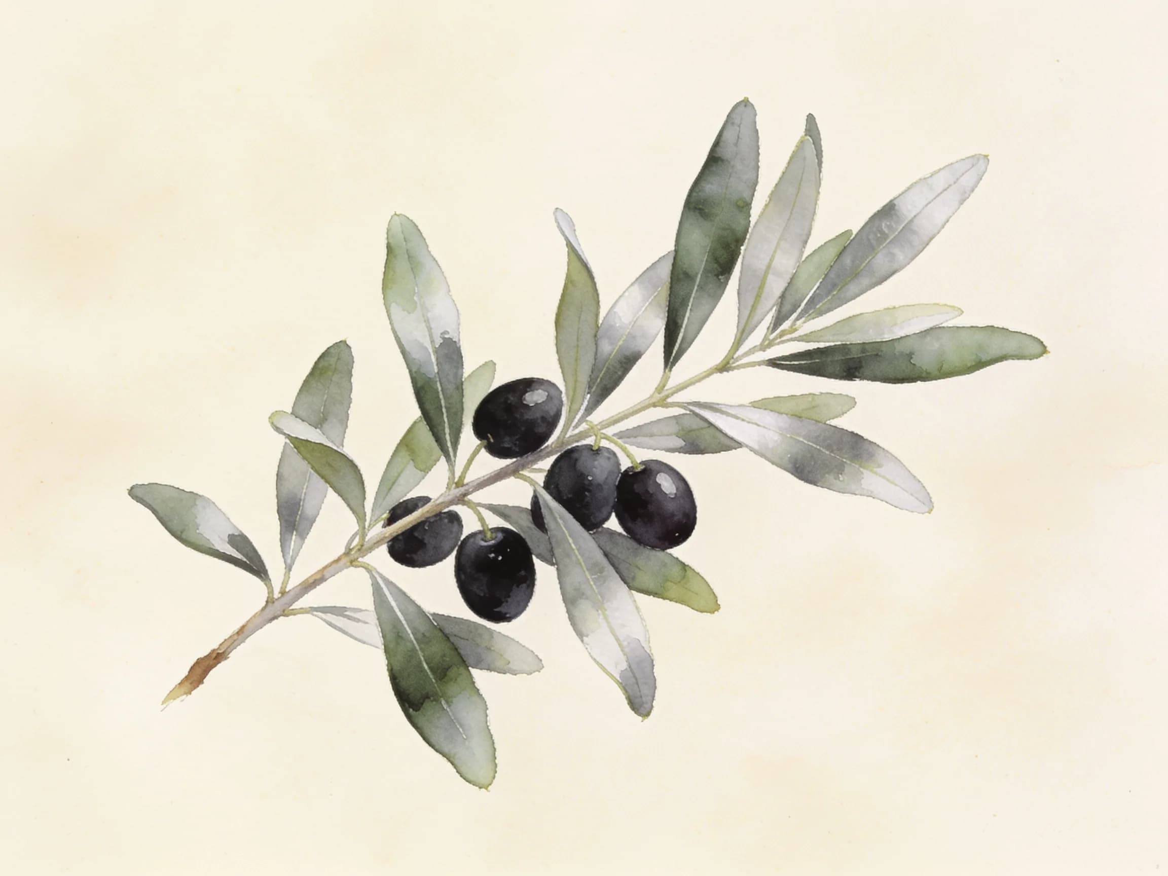 Olivo Empeltre