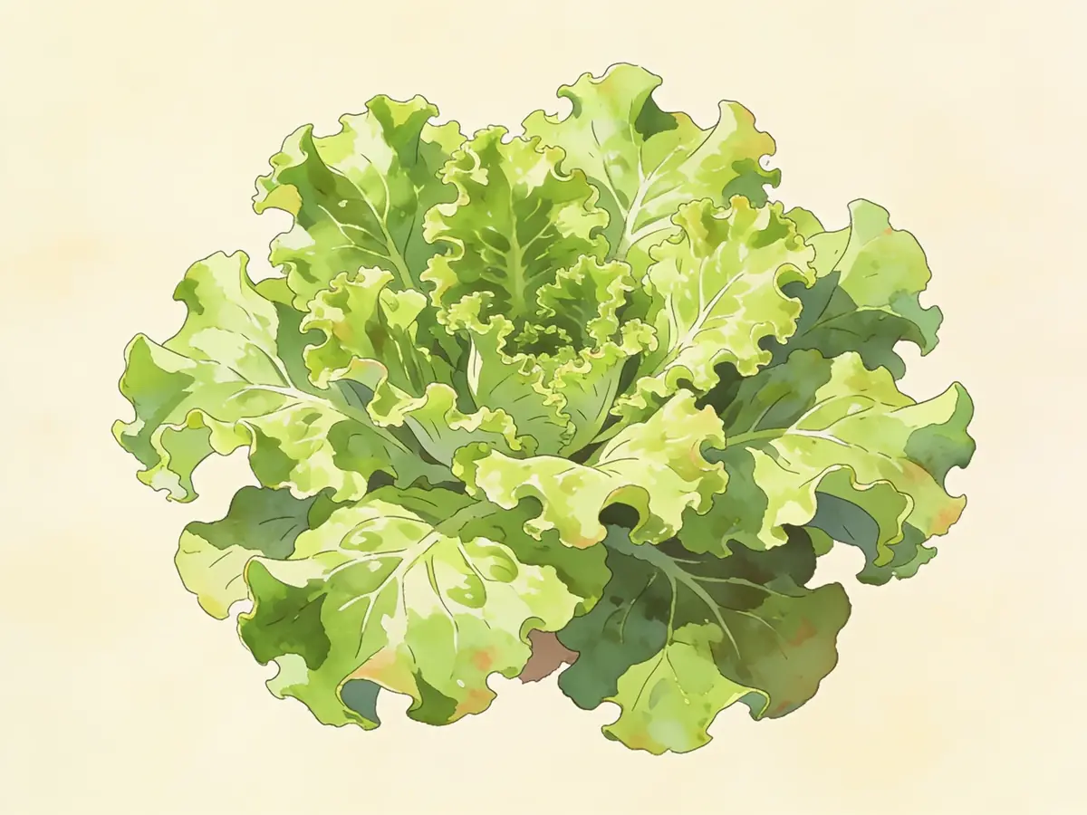 Lechuga